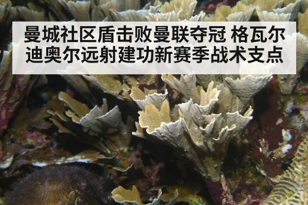 曼城社区盾击败曼联夺冠 格瓦尔迪奥尔远射建功新赛季战术支点